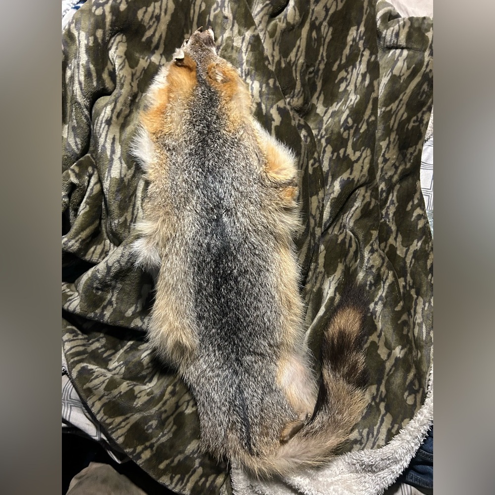 Grey Fox Hide